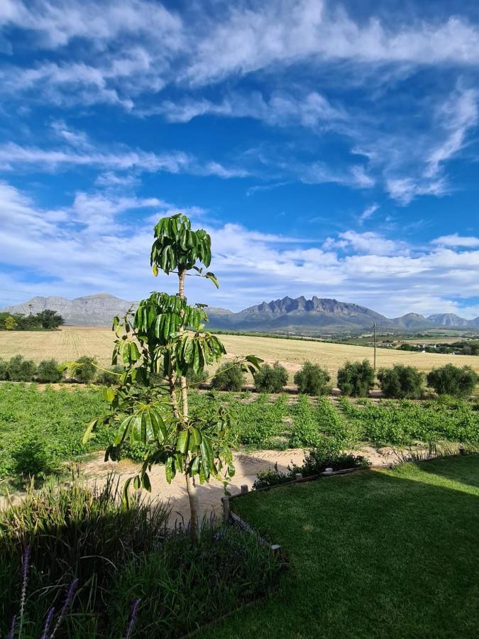 Vineyard Cottage At Bosman Wines Веллінґтон Екстер'єр фото